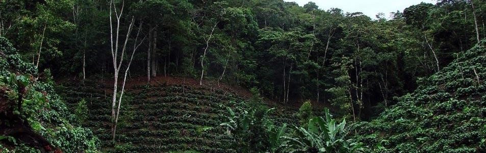 Coffee Plantation Tour Coffee Plantation Tour